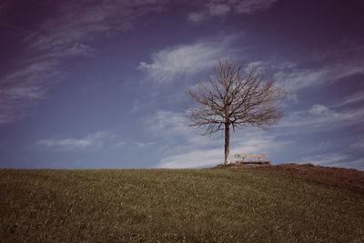 Bare tree on field against sky