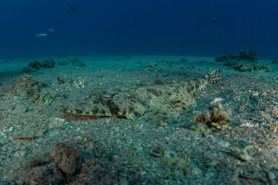 Fish swimming in sea