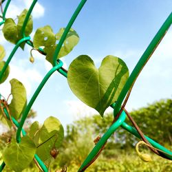 Close-up of heart shape leaf on chainlink fence against sky