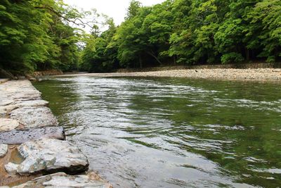 Scenic view of river amidst trees