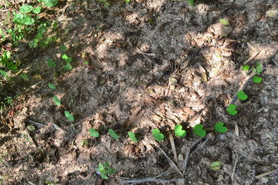 High angle view of plants on field