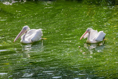 View of birds in water