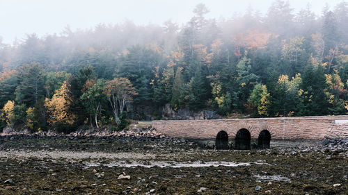 Trees growing in cemetery