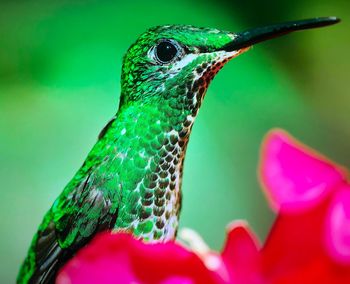 Close-up of a bird