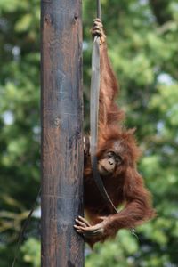 Orangutan on tree trunk
