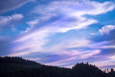 Trees in forest against sky