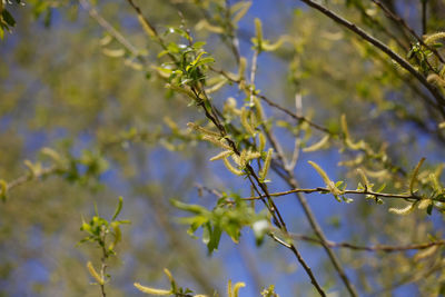 Close-up of flowering plant