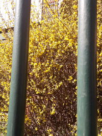 Close-up of yellow tree trunks in forest