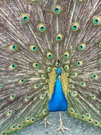 peacock