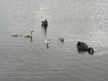 High angle view of swans swimming in lake