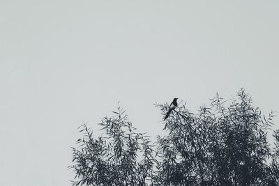 Low angle view of bird perching on tree against clear sky