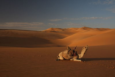 View of a camel on desert