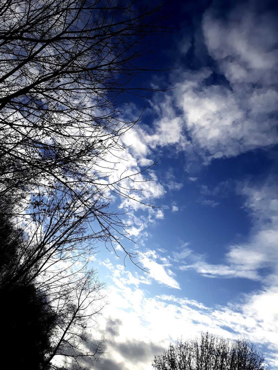 LOW ANGLE VIEW OF BARE TREES AGAINST SKY