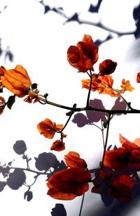 Close-up of orange flowering plant against sky