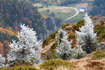 Plants growing on a tree