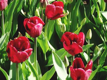 Close-up of red tulips blooming in park