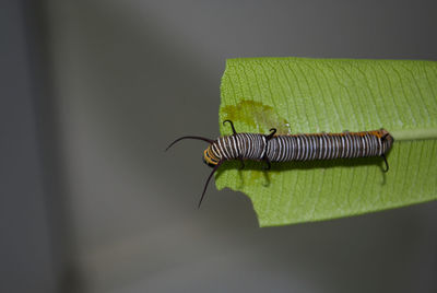 High angle view of insect