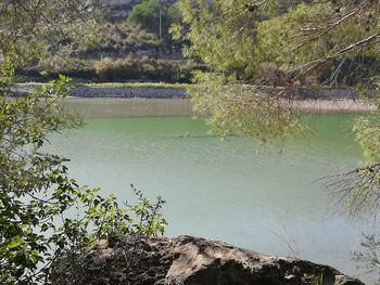 Scenic view of lake by trees