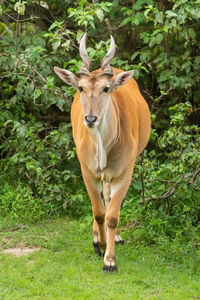 Portrait of horse standing on land