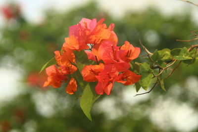 Close-up of red flowering plant