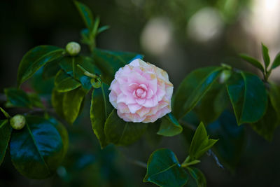 Close-up of pink flowers blooming outdoors