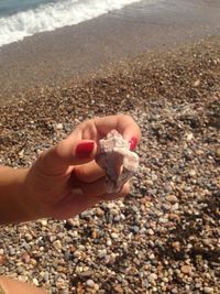 Cropped image of hand holding seashell at beach