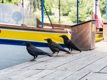 Birds perching on wooden table