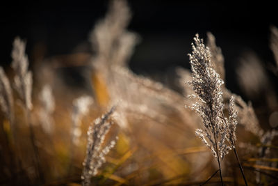 Close-up of frozen plant