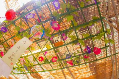 Low angle view of flowering plants hanging from ceiling