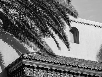 Low angle view of palm trees against sky