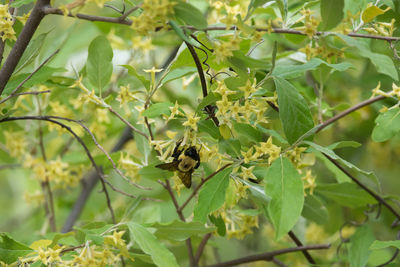 Close-up of bee pollinating flower