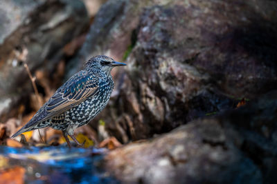 Close-up of bird perching on rock