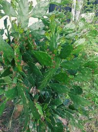 High angle view of succulent plant growing in yard