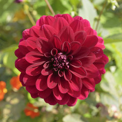 Close-up of red flower