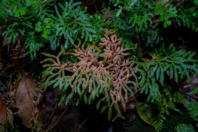 High angle view of plants