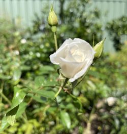 Close-up of white rose flower