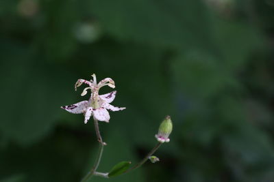 Close-up of flower against blurred background