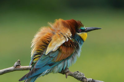 Close-up of bird perching on branch