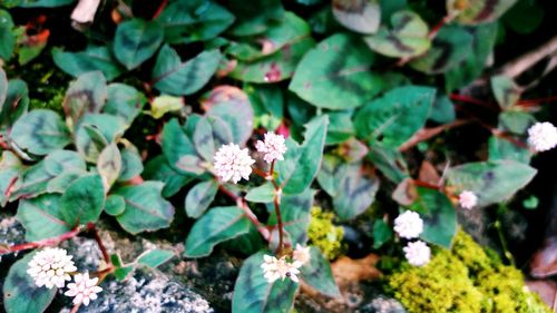 Close-up of pink flowers growing on plant