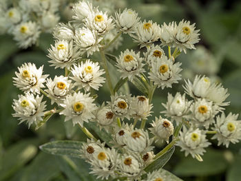 Close-up of white flowering plant