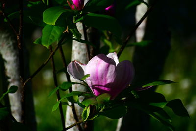 Close-up of pink roses