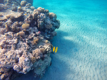 Fish and rocks in sea