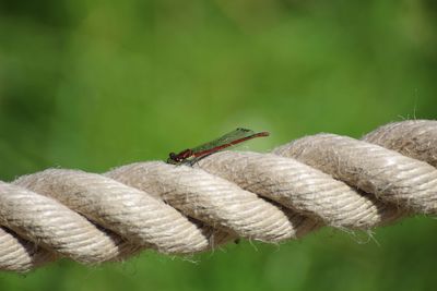 Close-up of lizard on rope