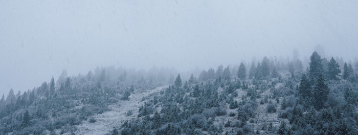 Pine trees in forest against sky during winter