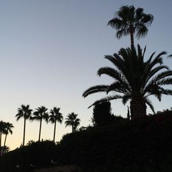Silhouette of palm trees against clear sky