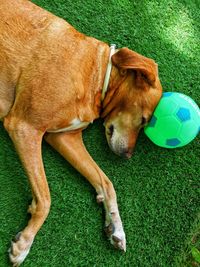 High angle view of dog resting on grass