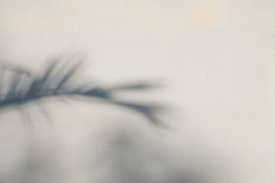 Close-up of woman shadow on wall