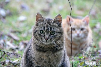 Close-up portrait of cat sitting outdoors