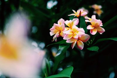 Close-up of flowering plant