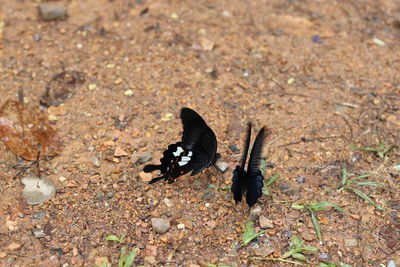 High angle view of bird flying over land